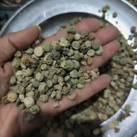 بذر نخود فرنگی|عمدهفروشی|آزادشهر, |دیوار