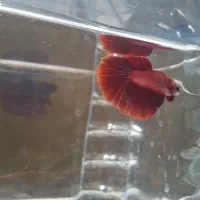 فایتر.بتا|ماهی|رشت, نظری|دیوار