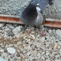 کبوتر|پرنده|لامرد, |دیوار