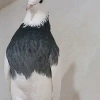 طوقی خفت (مولد)