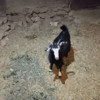 سه عدد بزغاله بومی|حیوانات مزرعه|خلجستان, |دیوار