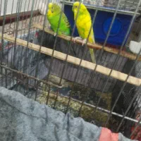 پرنده|پرنده|نسیم‌شهر, |دیوار