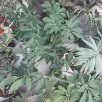 تعویض‌خاک‌گلدون طبیعی
