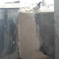 کفتر گمشده|حیوانات|گرگان, |دیوار