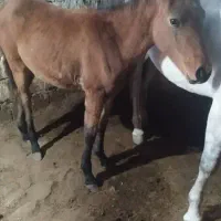 مادیون 5 ماهه|حیوانات مزرعه|سیلوانه, |دیوار