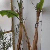 ۲ عدد درخت موز