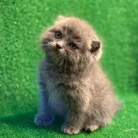 گربه اسکاتیش