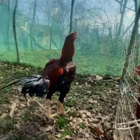 خروس لاری|حیوانات مزرعه|رشت, دروازه لاکان|دیوار