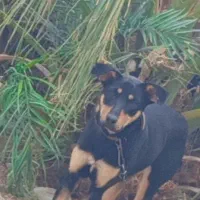 فروشی|سگ|بم, |دیوار