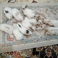 خرگوش دونه ای ۴۰۰