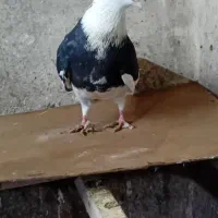 کبوتر ۹ عددشازده  نر ماده سالم سرحال