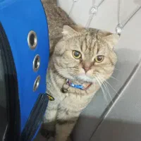 گربهاسکاتیش
