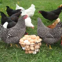 تخم مرغ بومی