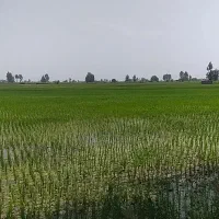 مشاوره درزمینه سرمایه گذاری در کشاورزی و خریدویلا