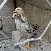 جوجه مرغ محلی ۲ ماهه