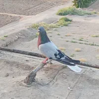 نر اصفهانی درجه یک