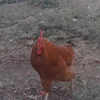یک عددخروس