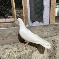 کبوتر گرهن|پرنده|قشم, |دیوار