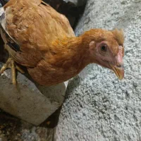 نیمچه|حیوانات مزرعه|اندیمشک, |دیوار