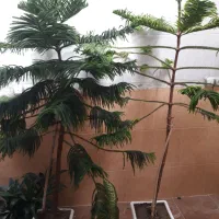 دو عدد نخل ( کاج ) مطبق سالم ۲ متری