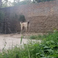 سگ درشت