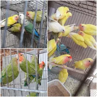 مرغ عشق و طوطی کوتوله و تخم کبوتر|پرنده|قم, دروازه کاشان|دیوار