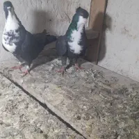 کفتر ریش|پرنده|نگین شهر, |دیوار