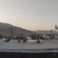 25تا کفتر جوجه شهری بهبهونی