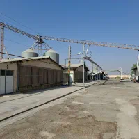 کار در شرکت مرغ سیمین تاج