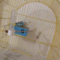 مرغ عشق|پرنده|ارومیه, |دیوار