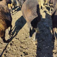 سیاه دم دراز بشرط دوقوزا سنگین آبستن سینه کرد|حیوانات مزرعه|گرگان, |دیوار