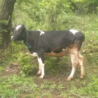 یک راس گاو دورگ حامله جنس