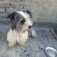 سگ پاکوتاه
