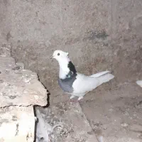 کبوتر|پرنده|شادگان, |دیوار