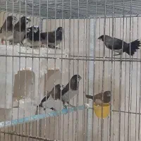 بنگالی،فنچ پرستار جفت واقعی|پرنده|تهران, شارق|دیوار