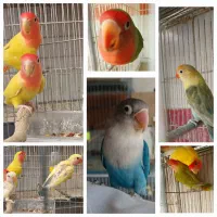 پرنده های زینتی|پرنده|سبزوار, غرب نیروگاه|دیوار