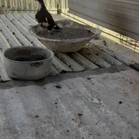 کفتر|پرنده|کرمان, |دیوار