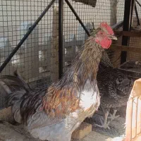 آیسبار نژاد خالص|حیوانات مزرعه|تهران, باغ فیض|دیوار