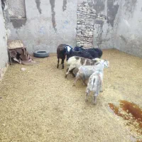 بره و بزغاله خوراک خور میش بز قوچ چپش شیشک|حیوانات مزرعه|قم, شهر قائم|دیوار