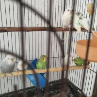 مرغ عشق وعروس هلندی