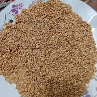 بذر گندم آبی میهن مشهدالکوپه