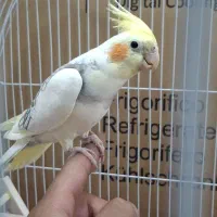 عروس هلندی نر