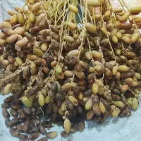 رطب درجه یک