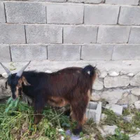 فروش یک کهر نر چاق فوری