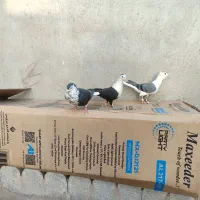 مرغ عشق|پرنده|خواف, |دیوار