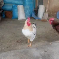 خروس|حیوانات مزرعه|اسدآباد, |دیوار