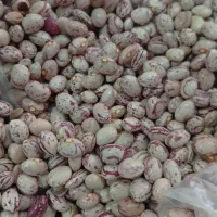 فروش لوبیا