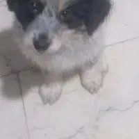 توله سگ خانگی
