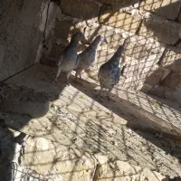 ۳تا هفت رنگ