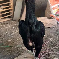 دو عدد مرغ لاری اوشامو|حیوانات مزرعه|قم, تولید دارو و یخچال|دیوار